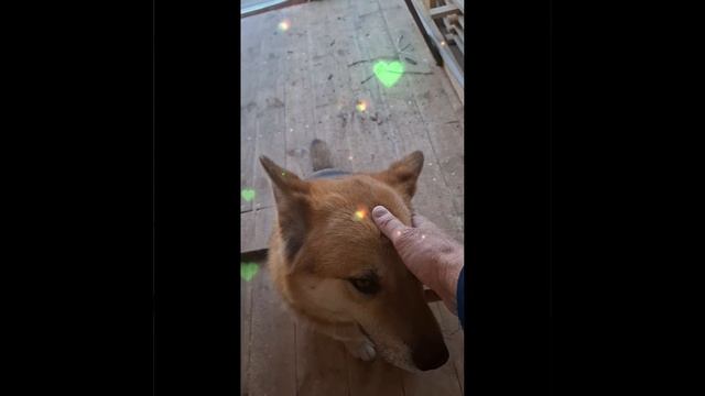 1000022678.mp4 (Собака осматривает изнутри дом А-фрейм после зимы)