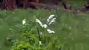 Медведь напал на людей! Уникальные кадры!