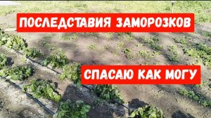 #13🌷29 апреля.Последствия заморозков/Не все так плохо/Хурма просыпается/Малина отрастает