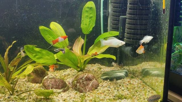 Малёк и меченосец рубин смотреть онлайн