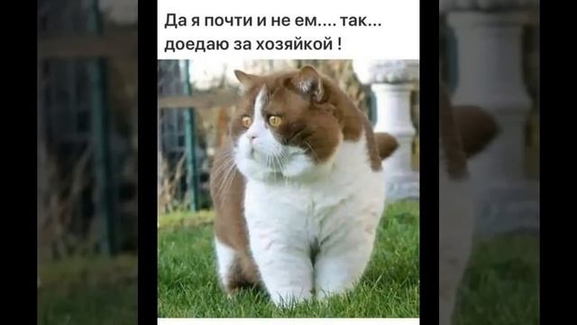 Доброе утро  Карантин  Четверг  Юмор  Для друзей 8в смотреть онлайн