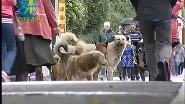 Ситуация по укусам бродячими собаками смотреть онлайн