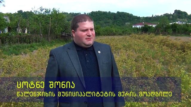 ნეკერჩხლის ნერგები / nekerchxlis nergebi смотреть онлайн