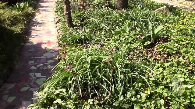 ВЕСЕННИЕ РАСТЕНИЯ ЛЕГКО ПЕРЕНОСЯТ НОЧНЫЕ МИНУСОВЫЕ ТЕМПЕРТАТУРЫ!