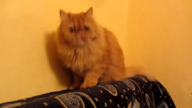 Коты Жгут!!! Прикольные видео про котов!!! Котики!!! смотреть онлайн