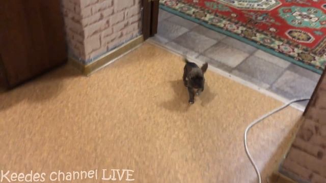 Рыжик и все, все, все. Наши забавные питомцы - нарезка смотреть онлайн