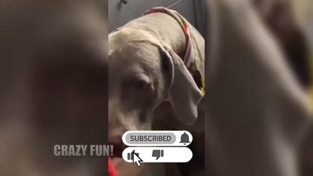 ПОДБОРКА ПРИКОЛОВ #16 / СМЕШНЫЕ ВИДЕО 2021 / 12 МИНУТ СМЕХА / ПРИКОЛЫ АПРЕЛЬ 2021 смотреть онлайн