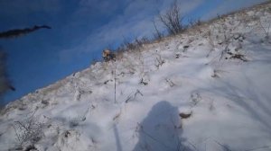 Охота на зайца с русскими гончими 2023г №14