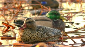 Весенняя охота на селезня.Открытие весенней охоты.