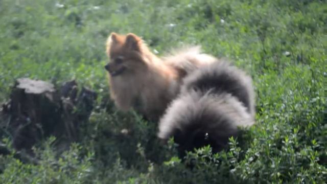 Шпицы Шаня и Биата смотреть онлайн