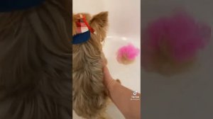 ЛУЧШИЕ ВАЙНЫ И ПРИКОЛЫ ТИК ТОК | Злой Пёс