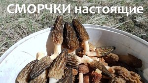 СМОРЧКИ Настоящие, пойди найди