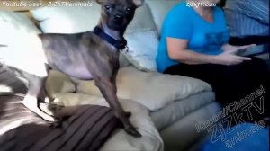 Приколы с животными №69  Fun with animals #69471