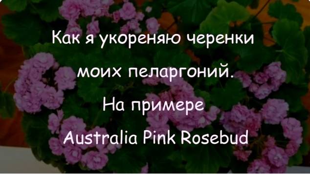 По просьбе подписчицы показываю наглядно, как я укореняю черенки пеларгоний на примере розебудной _A