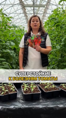 Эти томаты - СУПЕРСТОЙКИЕ К БОЛЕЗНЯМ и завалят вас урожаем!