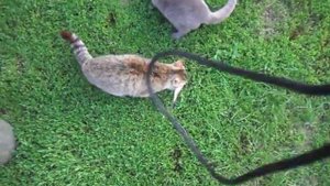 Прикол кошка ловит рыбу