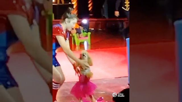 Выступление собачек в цирке, Нью Йорк