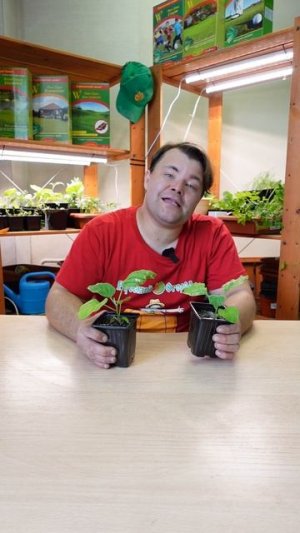 баклажаныПодсыхание листьев у баклажана 🍆