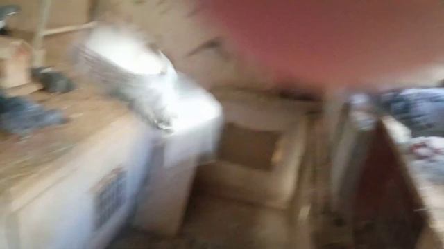 Спортивные Голуби Кулакова Г.Д. смотреть онлайн