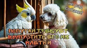 Попугай требует выпустить его из клетки пока пудель вокруг играет
