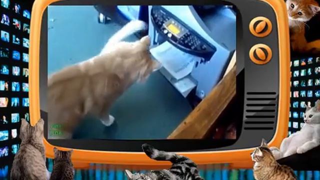 Самые прикольные видео о кошках. Лучшие видео!!! смотреть онлайн