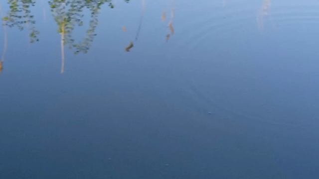рыбалка на поплавок