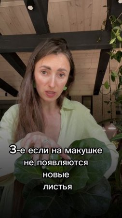 #комнатныерастения #фитодизайн #озеленение
