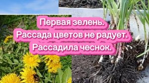 Первая зелень. Рассада цветов не радует. Рассадила чеснок. Копаю грядки.
