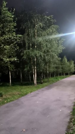 Вечерняя аллея берез