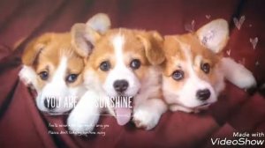 Клип про собачек)🐕🐶🐩