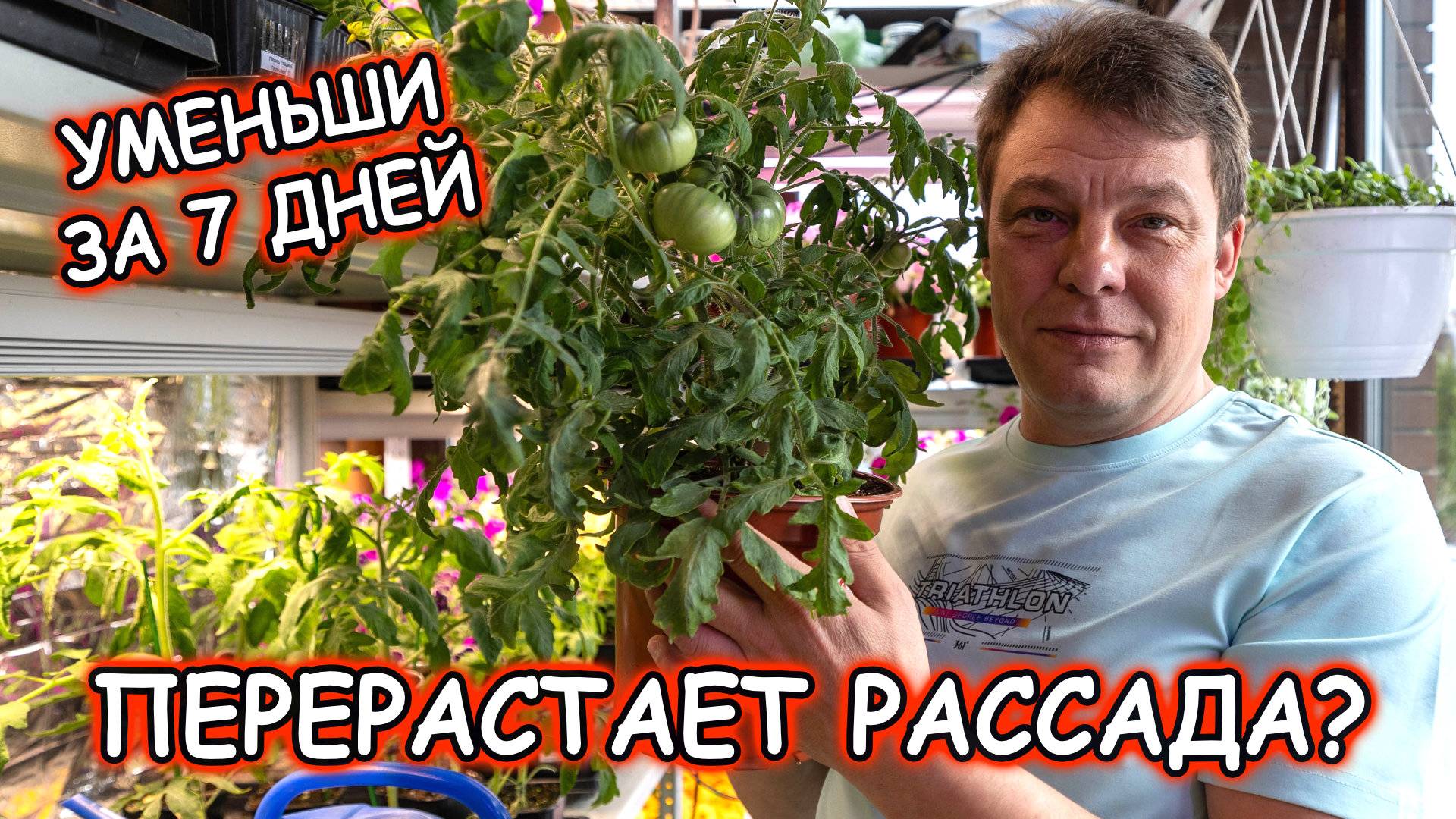 СРОЧНО! Эти макушки томатов еще дадут урожай – проверено лично!