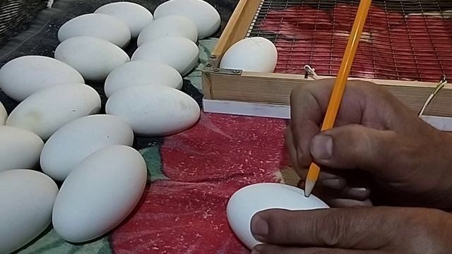 Инкубация гусиных яиц 30.04.25 года. (четвертая инкубация)