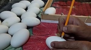 Инкубация гусиных яиц 30.04.25 года. (четвертая инкубация)