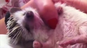 Очень милые ежики. Приколы с ежиками.