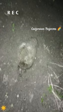 Встреча во дворе с ёжиком 29.04.25 год Саратов