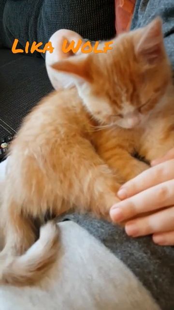 НАИГРАЛСЯ😍Милые котики. Смешные коты. Смешные животные. Cute kittens. Cute Teddy kittens Funny pets