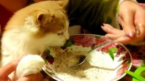 Cat have buckwheat / Кот ест гречку