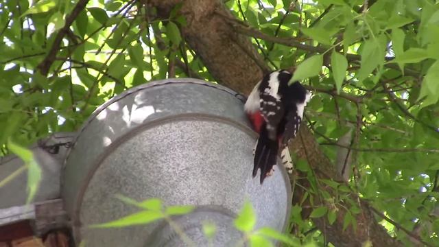 Откройте, полиция!!! Прикол. смотреть онлайн