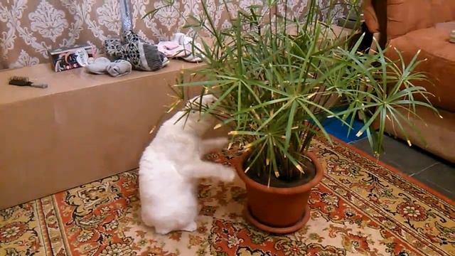 Прикольная кошка Маня ест цветок. Приколы с котами. смотреть онлайн