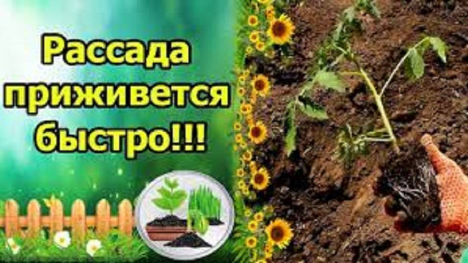 ПРИЖИВАЕМОСТЬ РАССАДЫ ПРИ ПЕРЕСАДКЕ ВОЗРАСТЕТ. Посадка рассады томатов в теплицу.