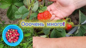 1.07.2024 Привет от ЛЕТА! Собираем травы!🌾Клубники ооочень много!🍓ТЛЯ заела!🪰