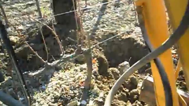 Buche in vigna vecchia con escavatore