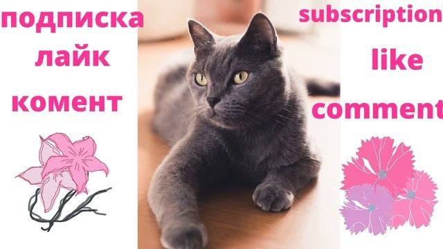и смех и грех супер приколы про котов  Laughter And Sin Super Jokes About Cats