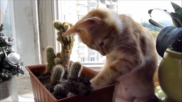 Котенок и КАКТУС смотреть онлайн