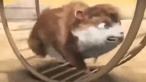 прикольный мульт про хомяка