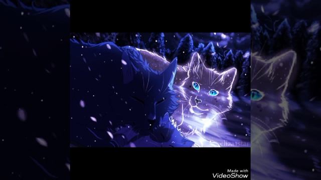 Коты воители красивые картинки смотреть онлайн