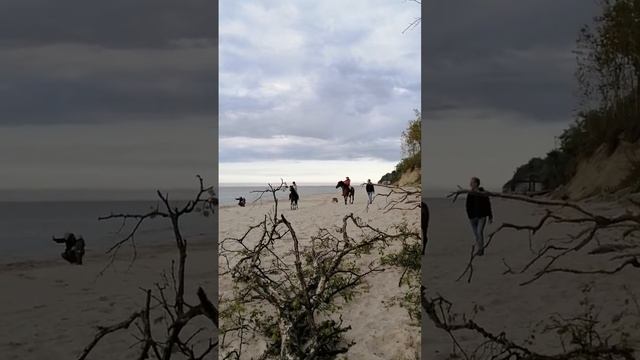 Лошадки на пляже Светлогорск 3 смотреть онлайн
