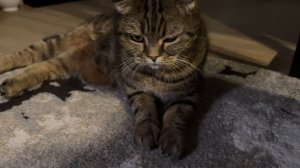 IЧЕССИ🐯ОДНАЖДЫ ВЕЧЕРОМ НА КОВРЕ