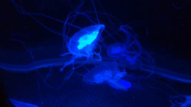 Медузы под музыку смотреть онлайн