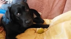 Дона кушает грушу